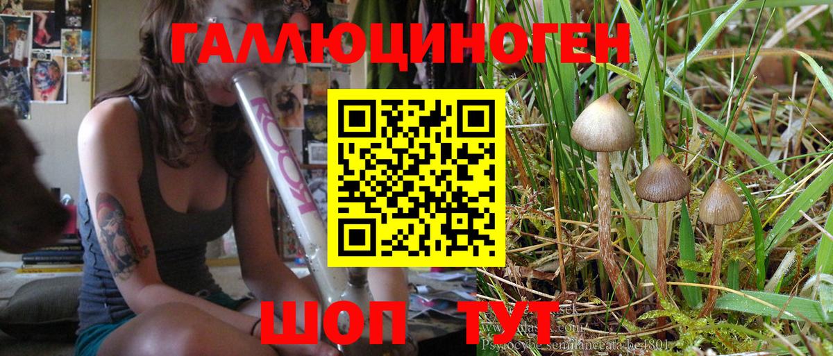 Псилоцибиновые грибы MAGIC MUSHROOMS  Псилоцибиновые грибы Psilocybine cubensis  Аргун  Вход с VPN 